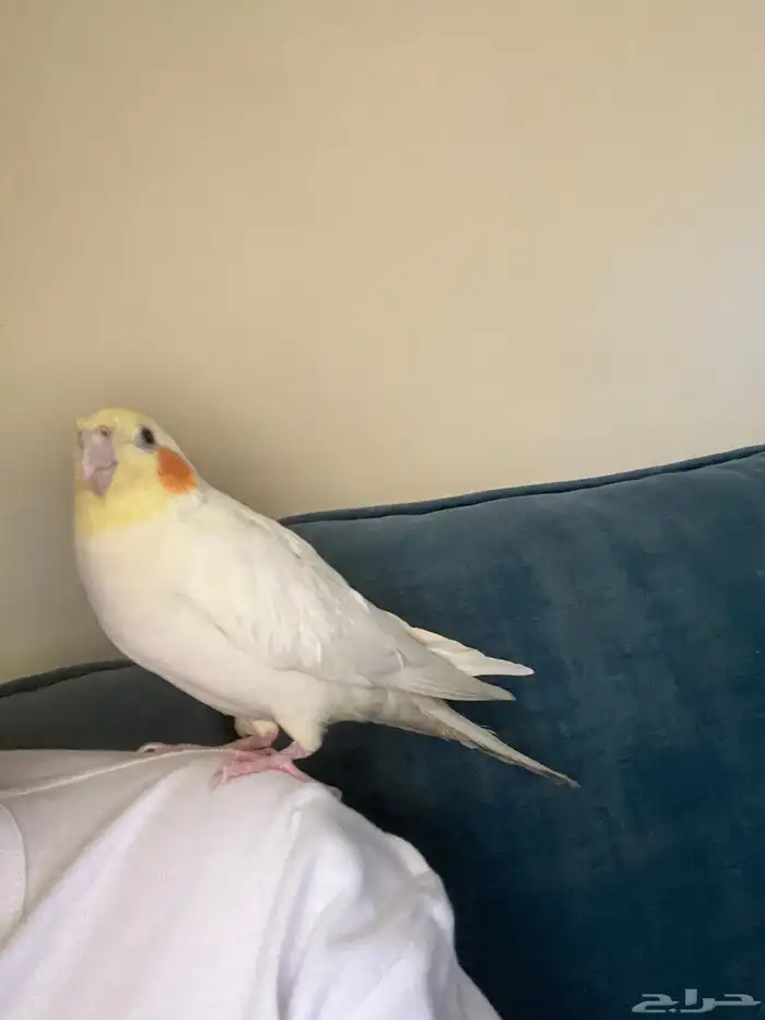 كروان للبيع 3