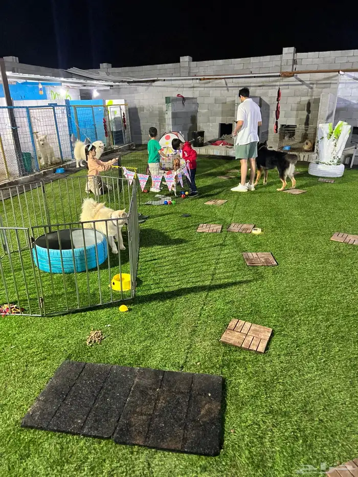 فندقة كلاب شمال جده 6