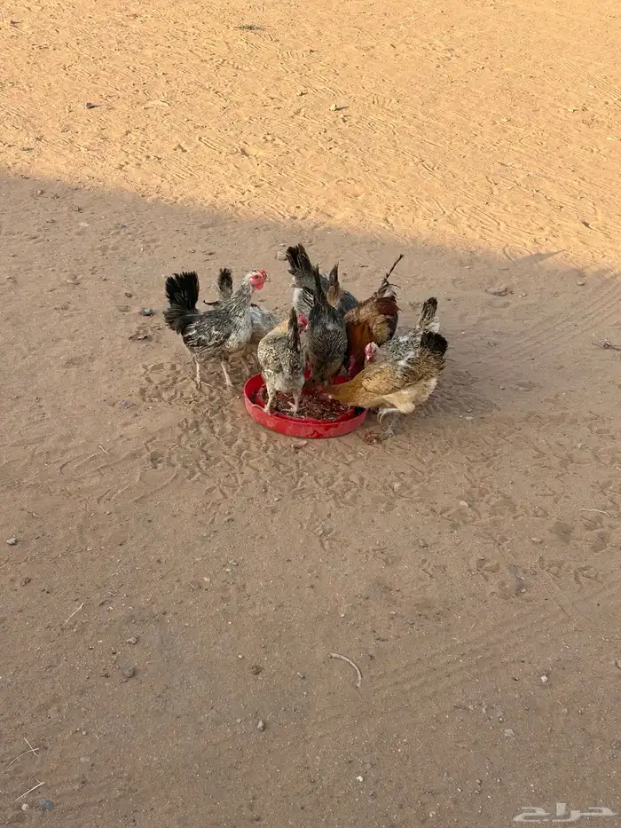 السلام عليكم دجاج بلدي للبيع 16