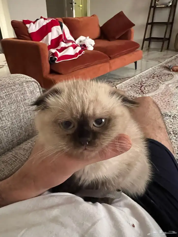 قطوة همالايا سكوتش اصلي انثى انثى 0