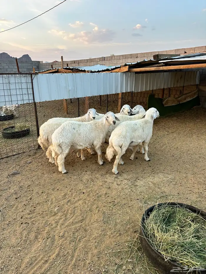 ذبائح الأكحل 1