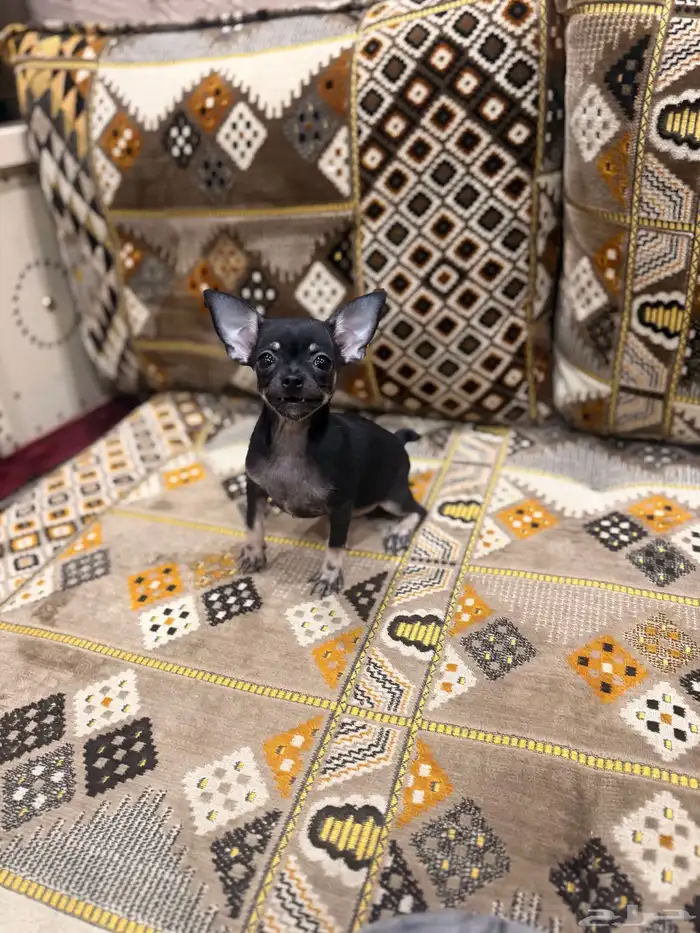 كلب تشيواو بيور 0