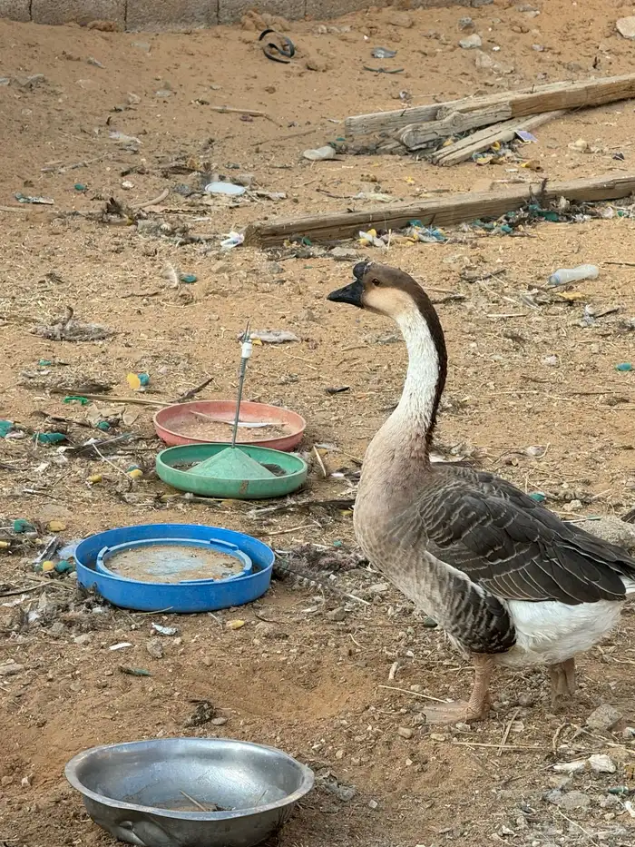 دجاج رومى و وز عراقي 0