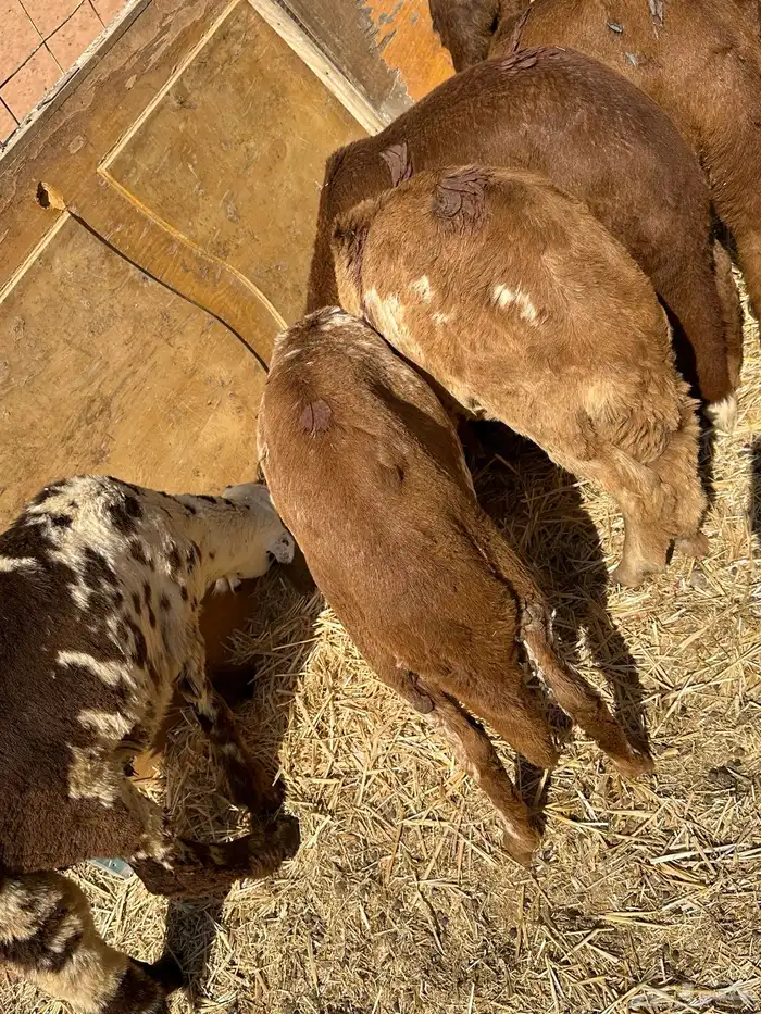 سواكنيات ورفيديات عمر 4 شهور مرابي 42