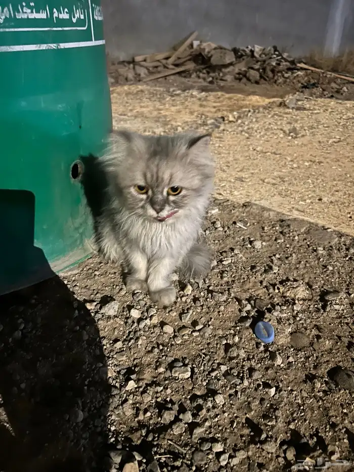 قطة حصلتها بالقاع البارد 1