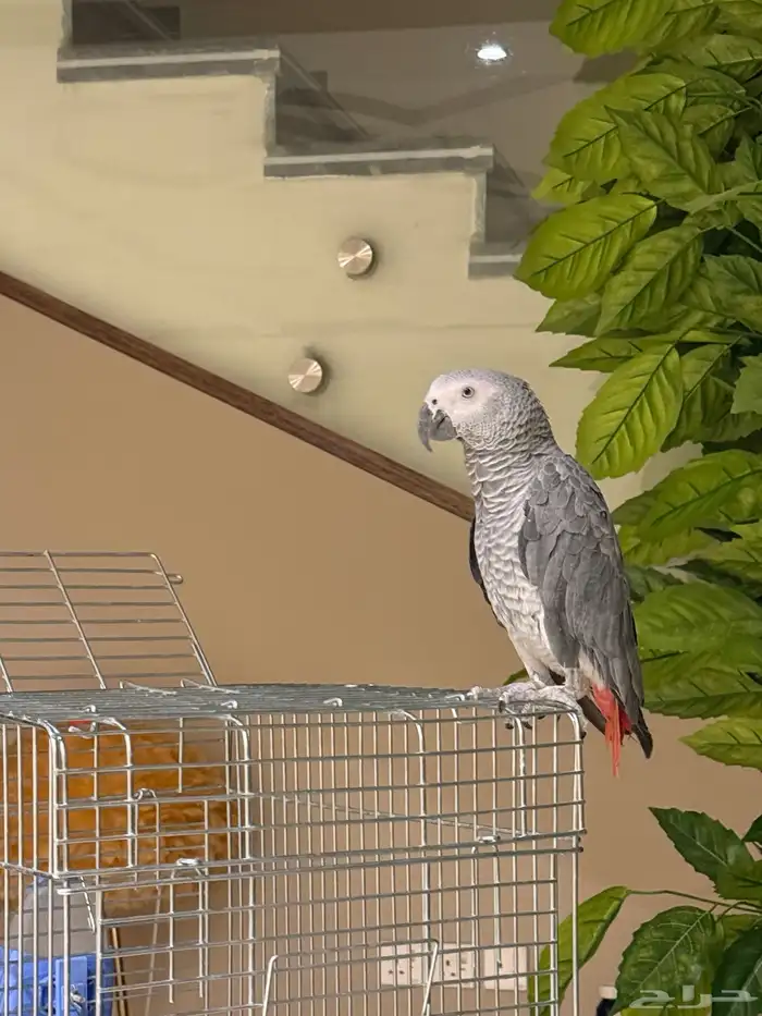 كاسكو للبيع عمره سنتين ونص واليف ومتكلم جدا ويوجد مقاطع 3