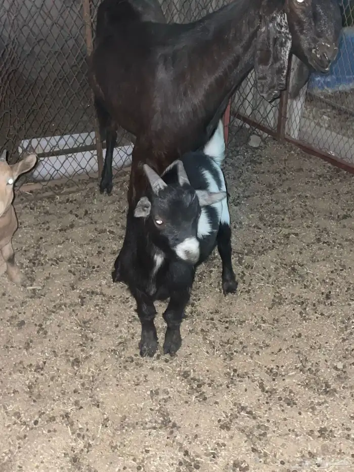 للبيع تيس قزمي 0