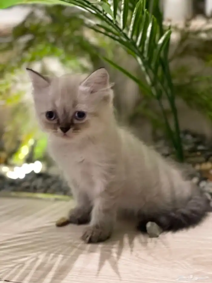 قطط هملايا بيوور 7