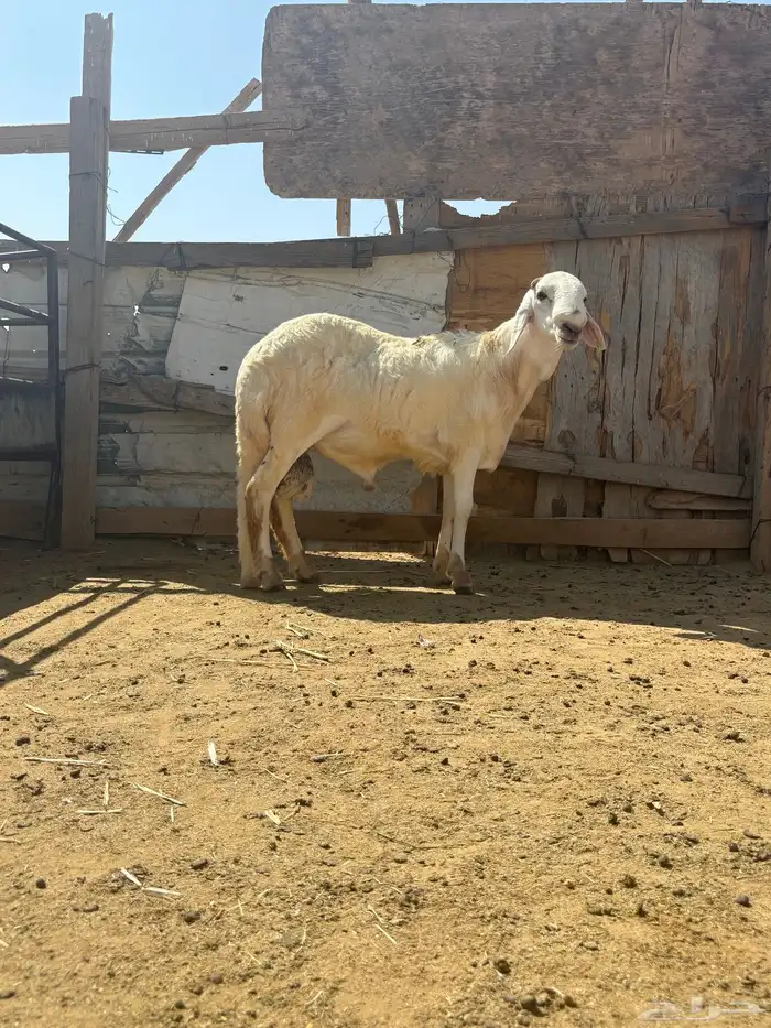 القصيم الرس طريق القرين 0