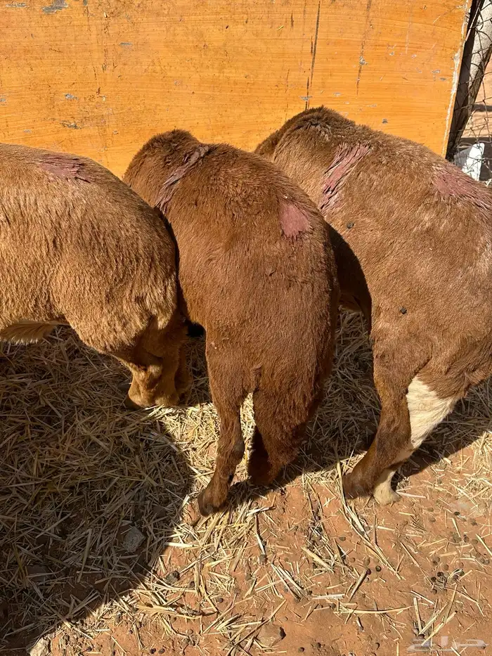 سواكنيات ورفيديات عمر 4 شهور مرابي 35