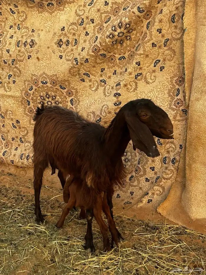 عنز قبرصيه تحتها تيس 2