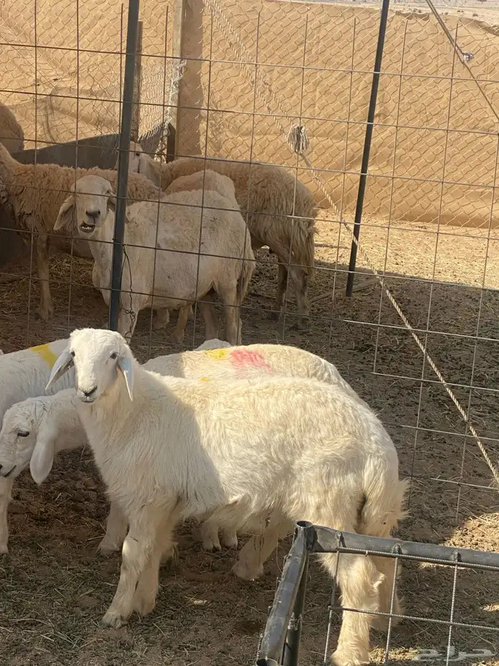 5 طليان حري ذبايح سمان 1