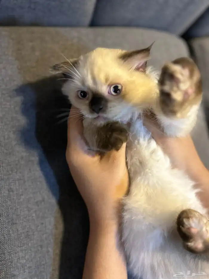 قطوتين للبيع 31