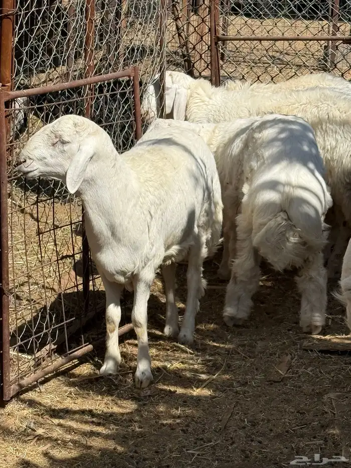 طليان. والتيوس ذبايح. 4