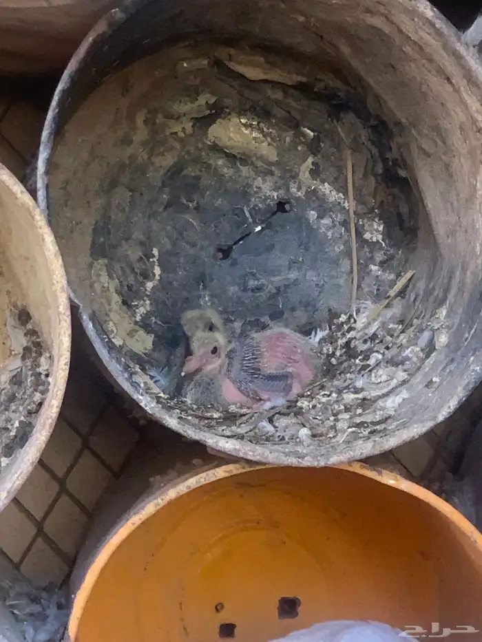 جوز مع فروخه 3