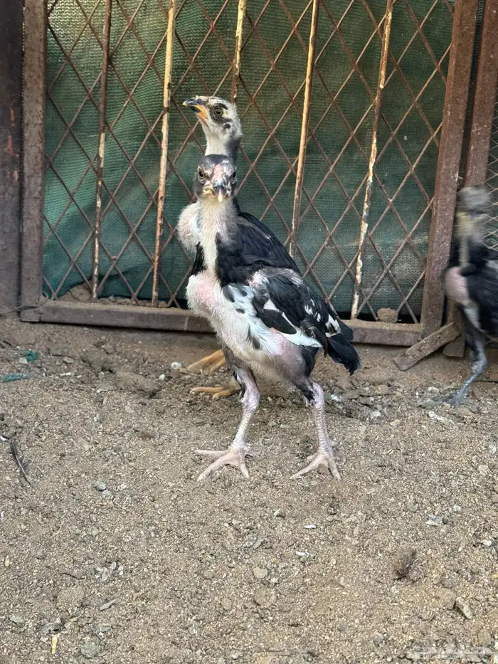 دجاج سندي دجاج تيلندي 5