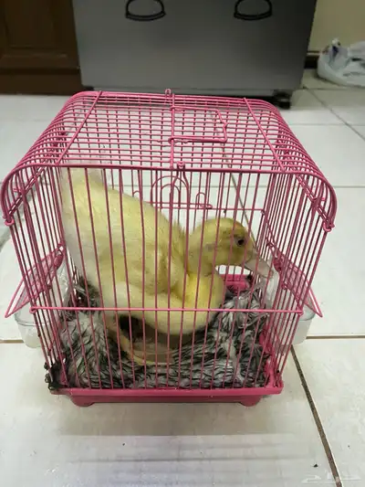 بط للتمني index