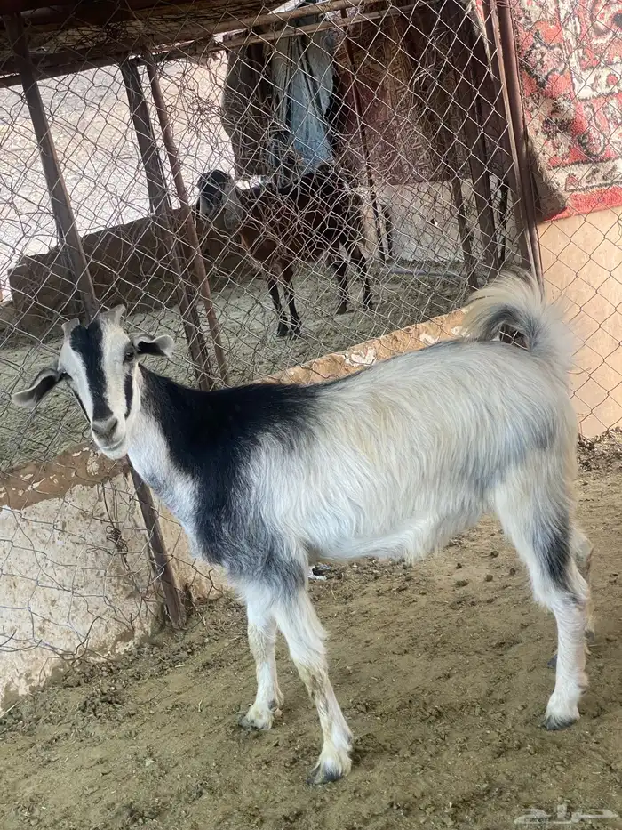 عنز كفو حيل فول شحم 2