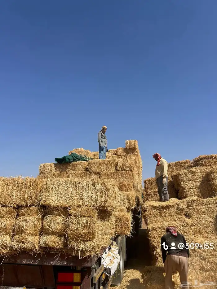 الدفع عند الوصول تبن برر قمح 1