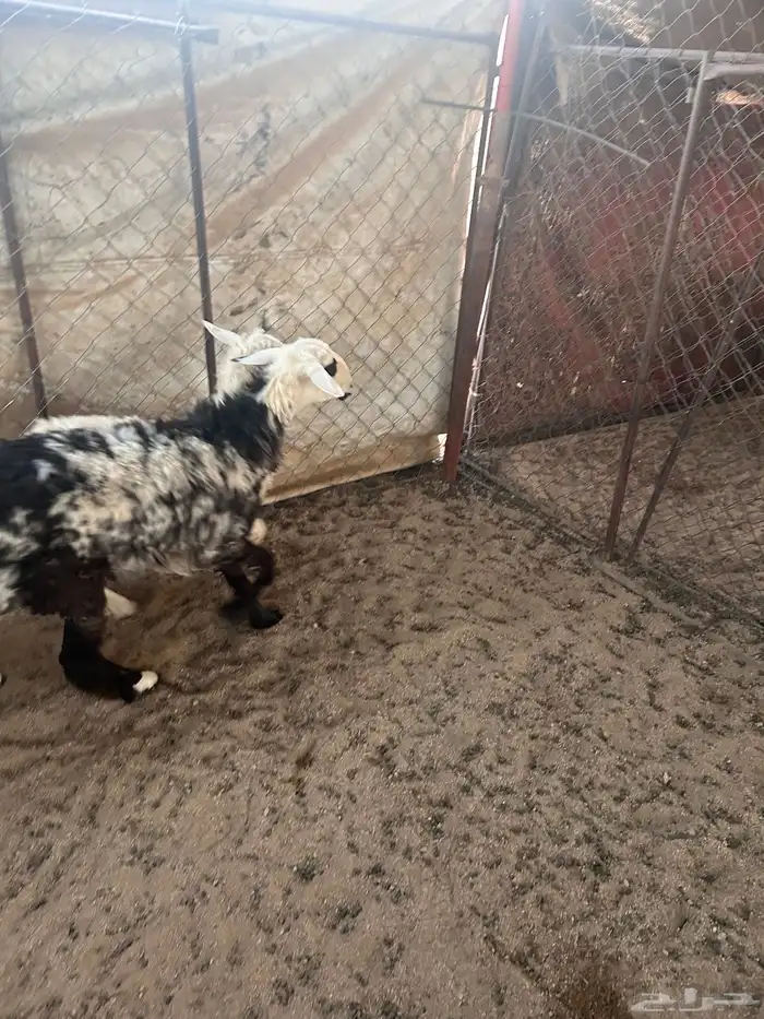 رخال للبيع 1