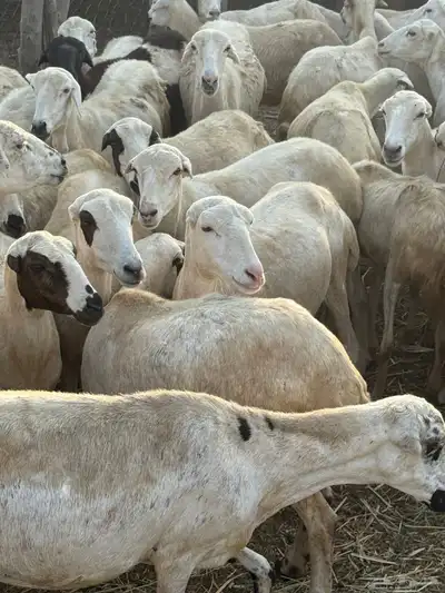 ضان قرايب مراح واحد index