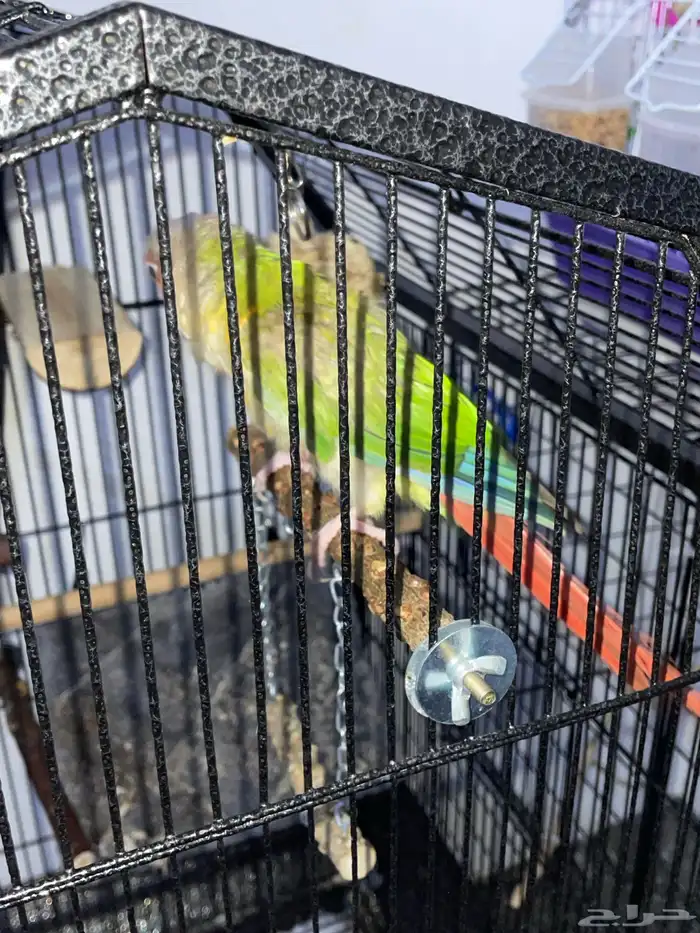 كنيور اناناس 3