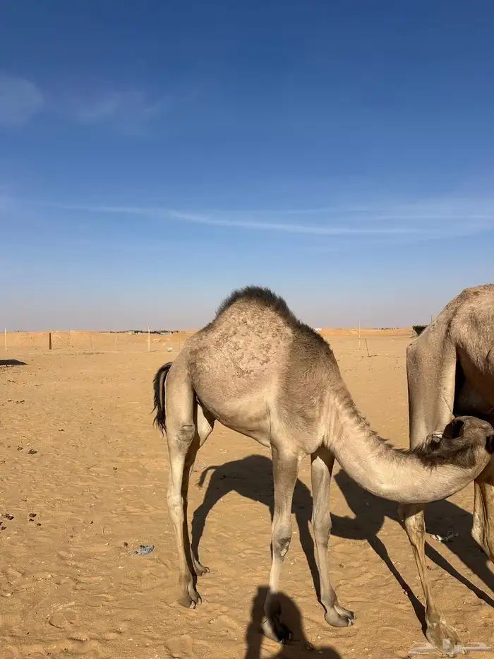 قعود سمين للبيع 0