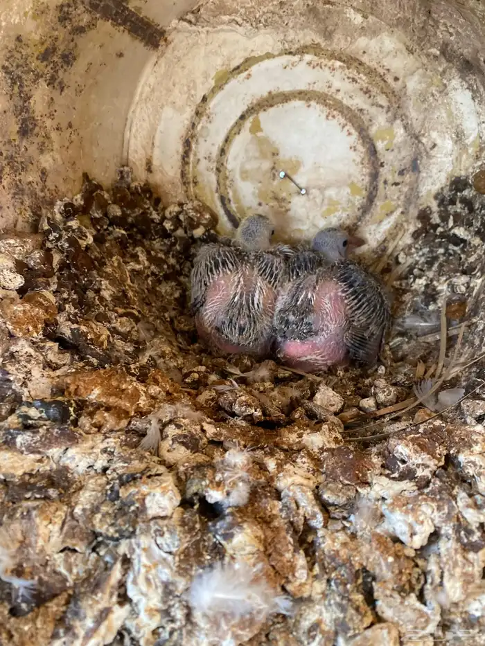 حمام مشكل فاخر سوبر جانبو 10