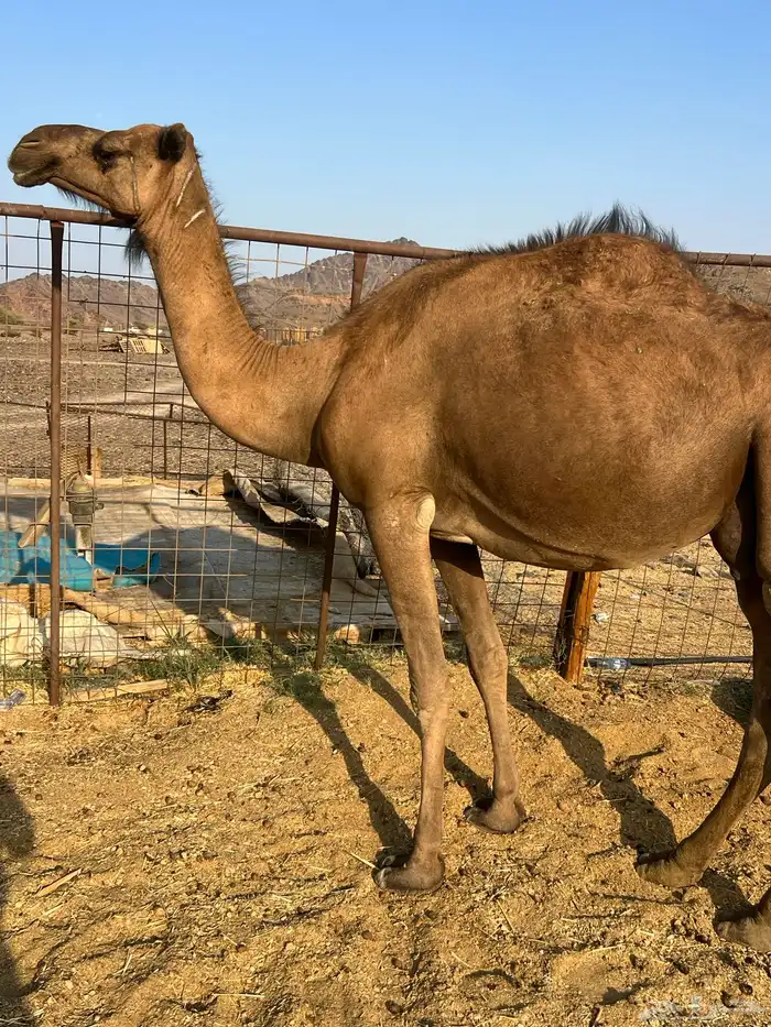 نياق لقحات بيولدن من 6600 2