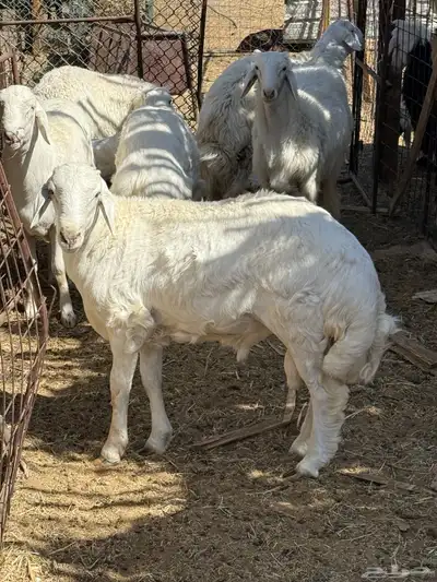 طليان. والتيوس ذبايح. index