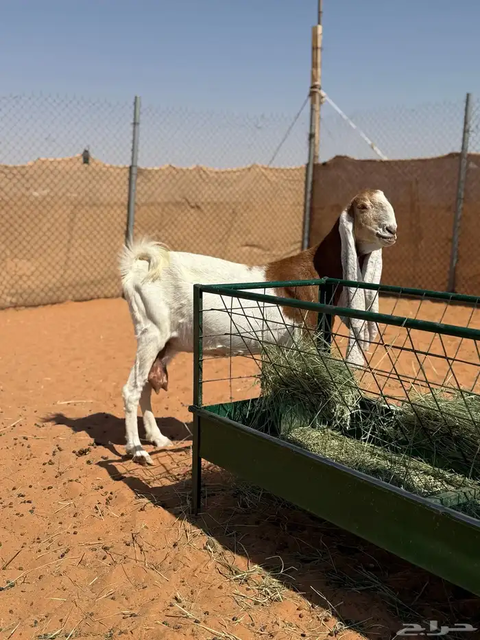 عنز مقنوي طيبه 1