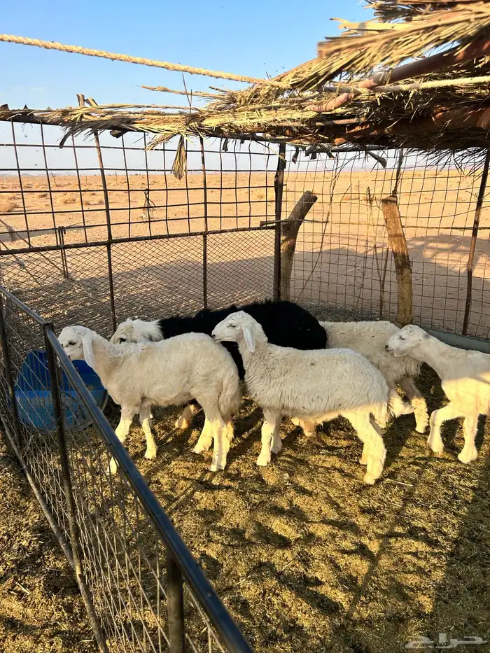 طليان للبيع 2