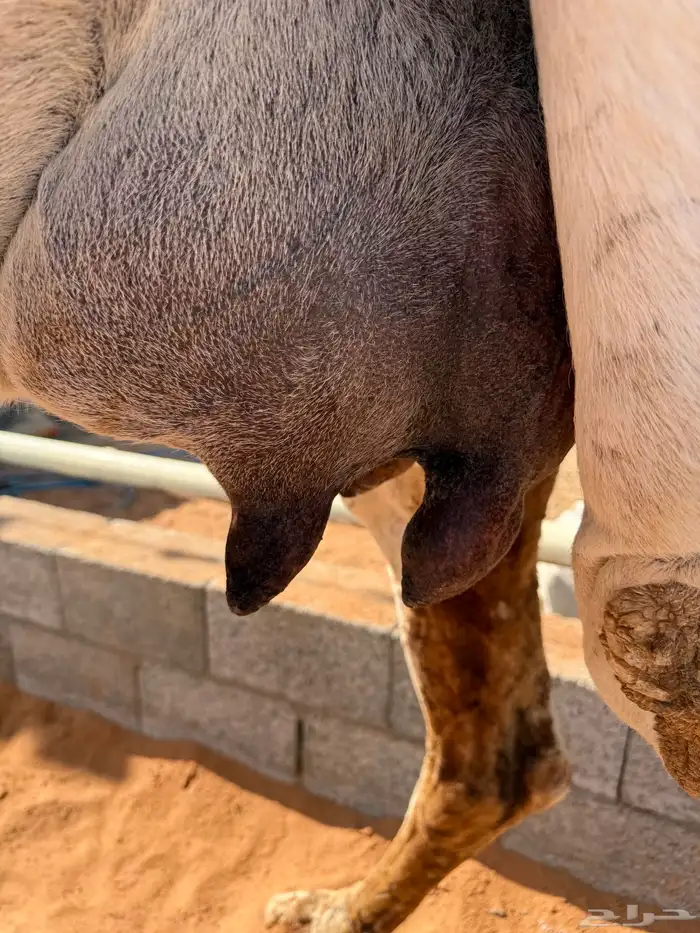 خلفه وضحا مصغر 4