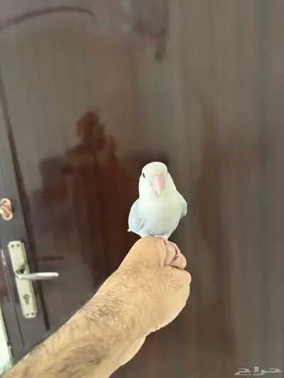 روز اليف index