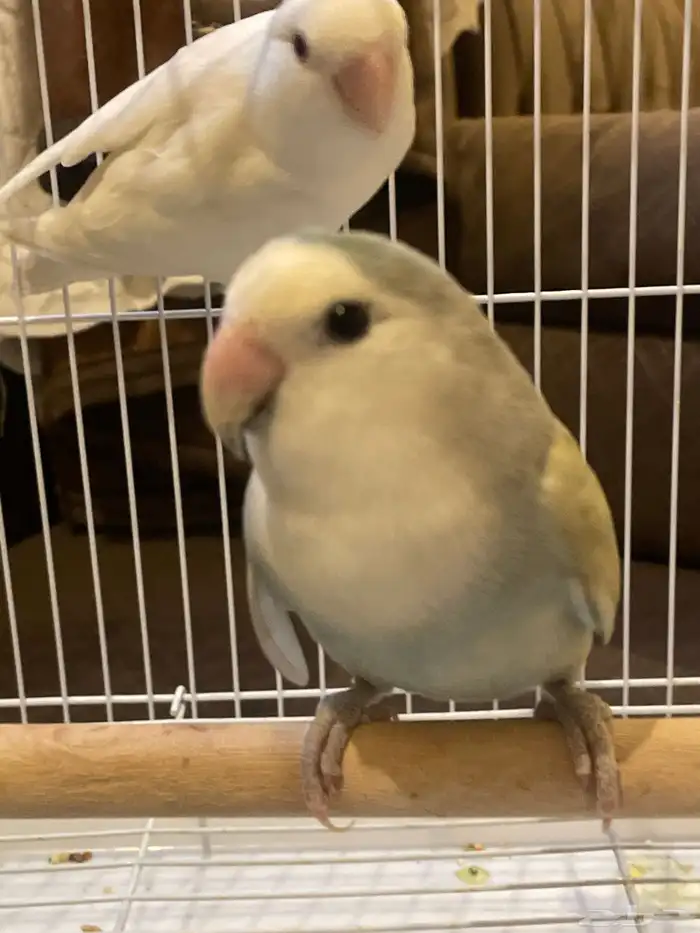 للبيع ذكور طيور روز 2