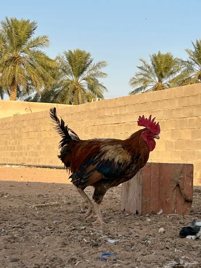 السلام عليكم دجاج بلدي للبيع 12