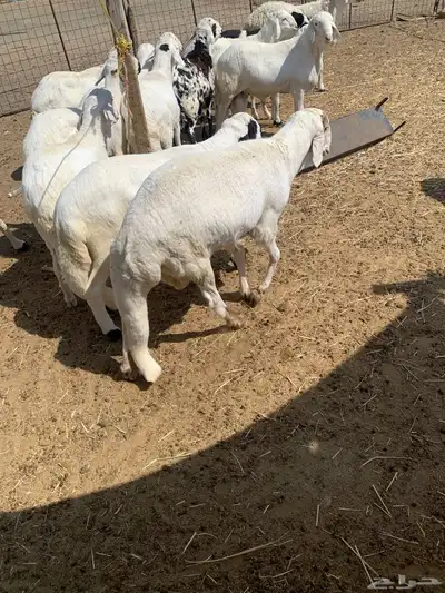 سواكني ابيض index