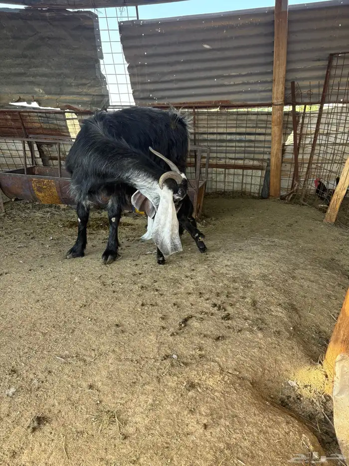 لبيع عنز عارضيه ااصل تحتها جفرتين 8