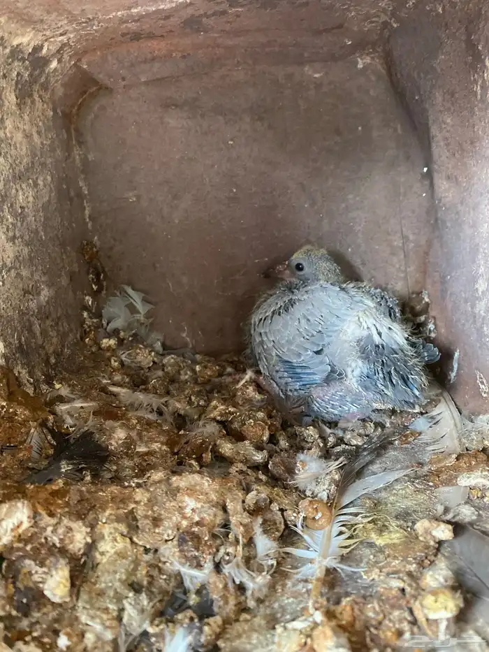 حمام مشكل فاخر سوبر جانبو 11