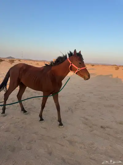 خيل عربي اصيل index