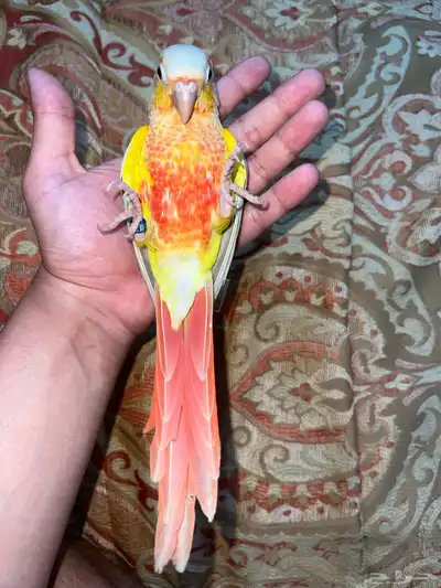 زوج صن شيك index