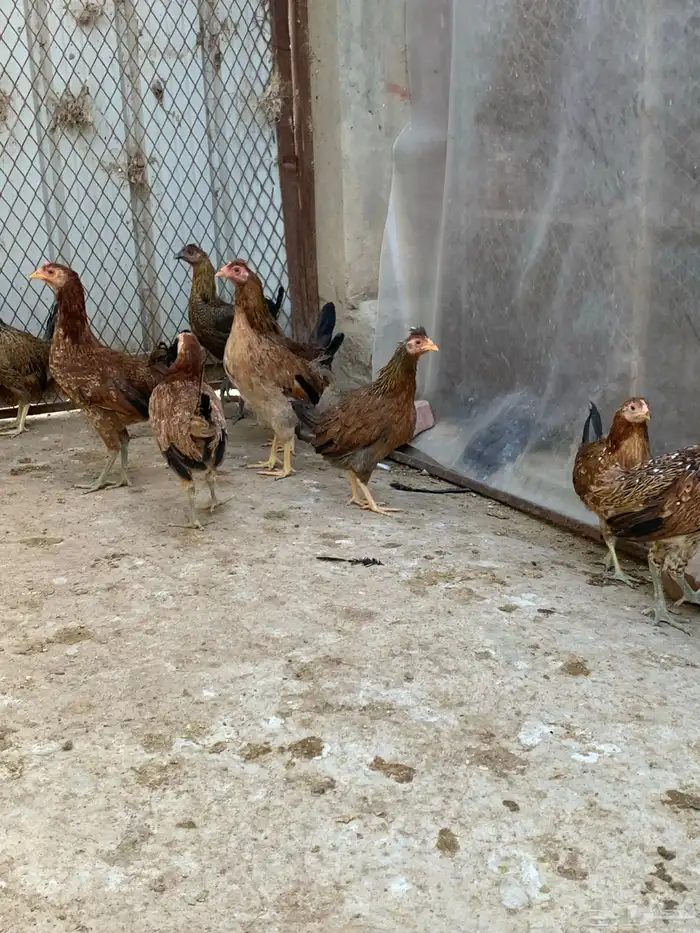 دجاج بلدي اصيل فري وماكنتوش( تم البيع. ) 4