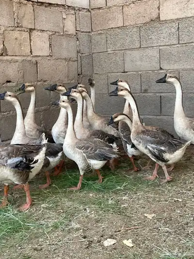 وز عراقي index