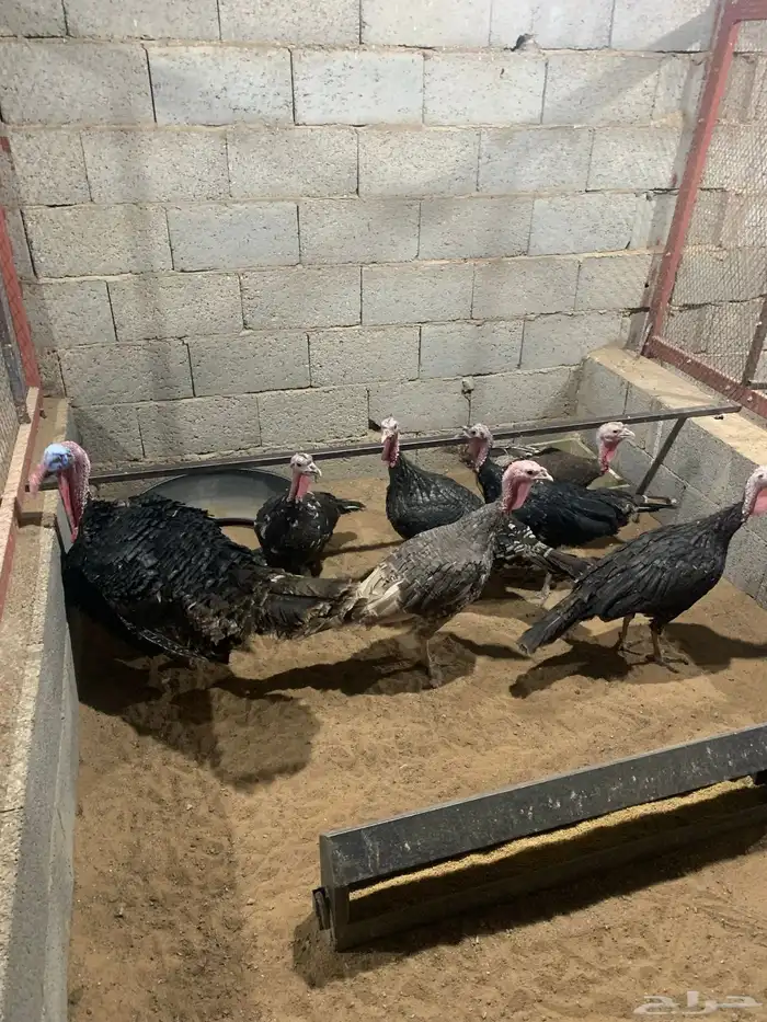 للبيع رومي بياض 1