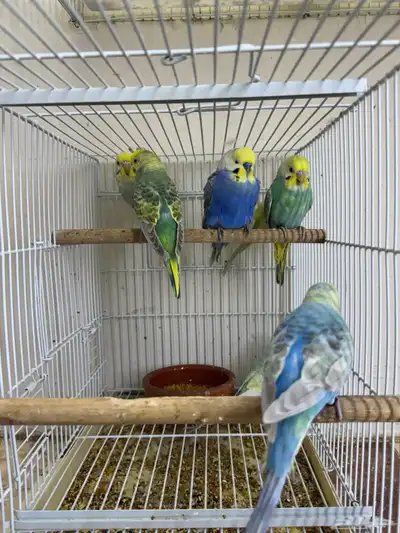 بادجي رينبو index