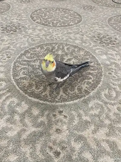 ببغاء كروان index