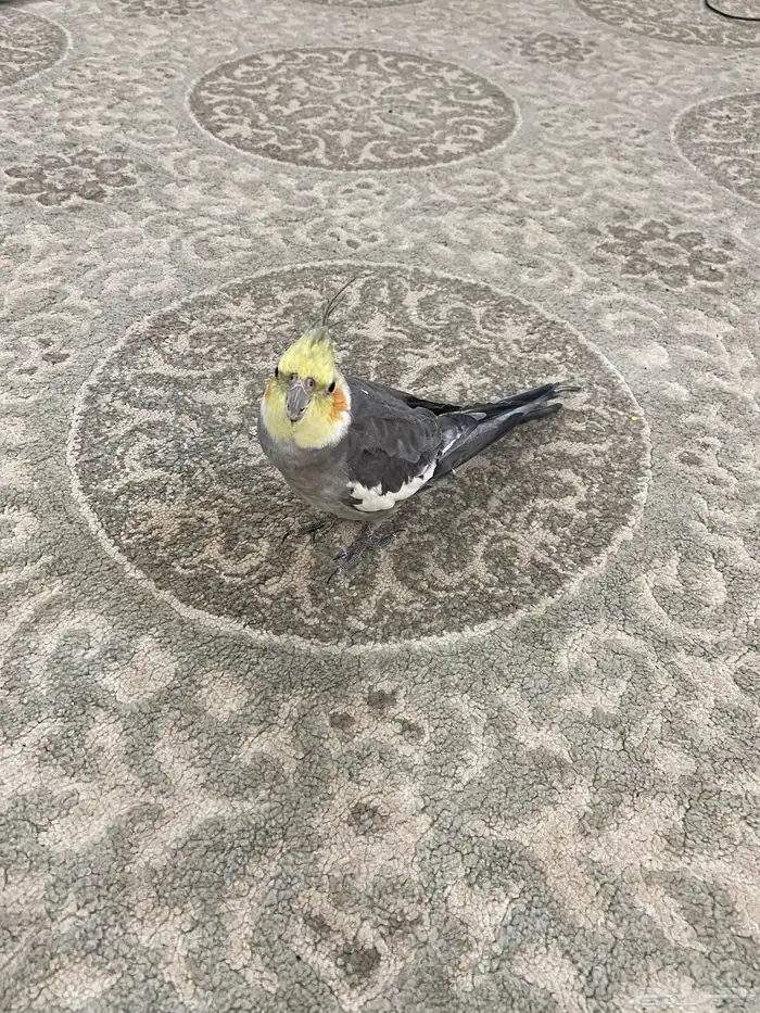 ببغاء كروان 0