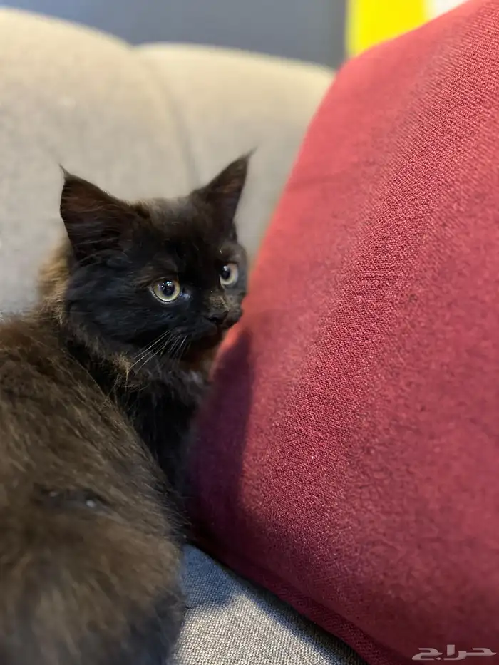 قطوتين للبيع 35