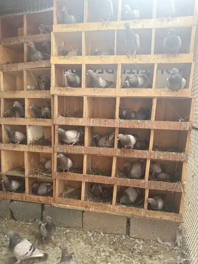 حمام سلفر 100جوز 0