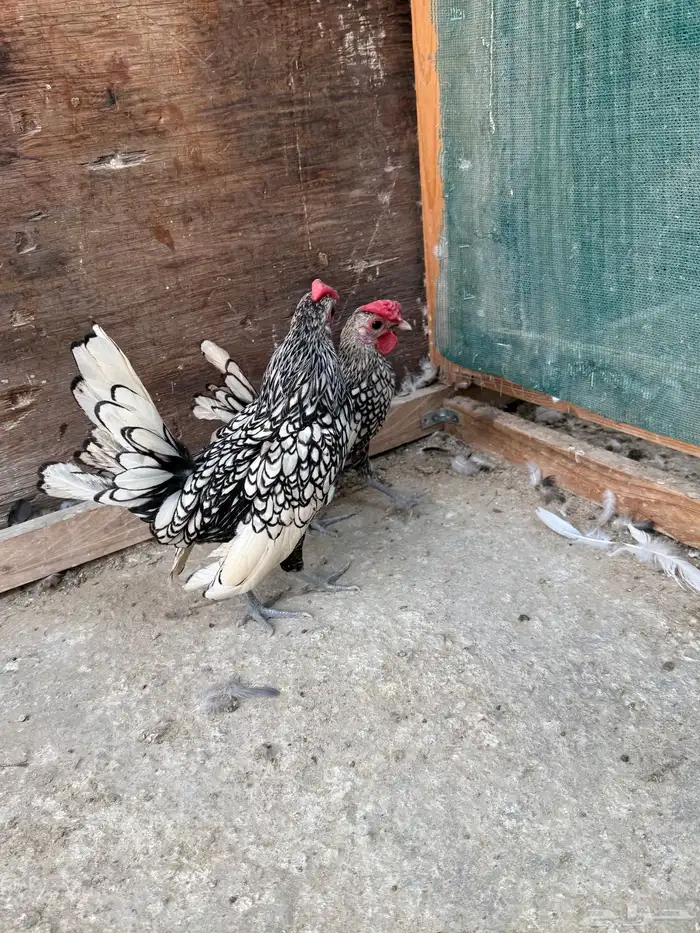 للبيع ديكين سبرايت مستوى قوي نقشه وحجم الكف وجناح طايح 0